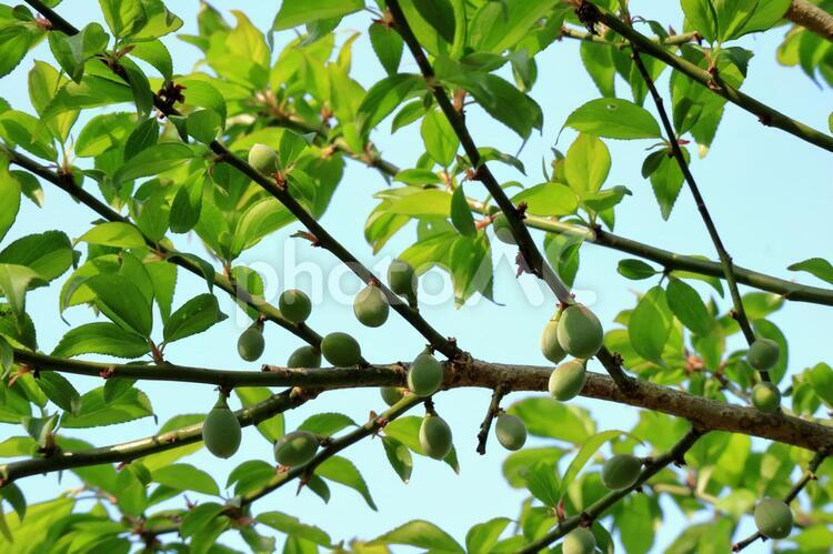新緑と梅の実 新緑,若葉,新芽の写真素材