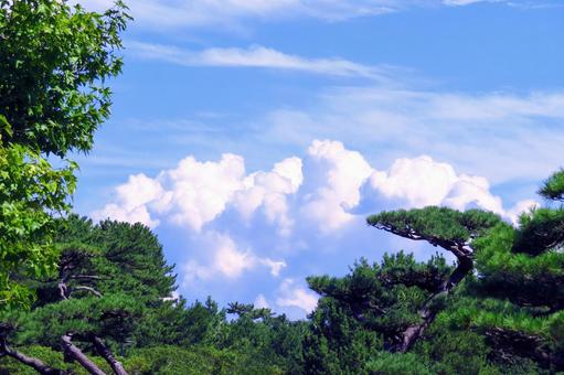 公園の木々と夏空・入道雲 公園の木々と夏空・入道雲 公園,木々,空の写真素材