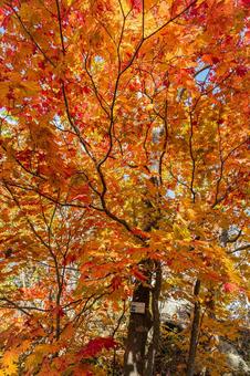 北海道　大沼国定公園　秋の風景 北海道,大沼,函館の写真素材