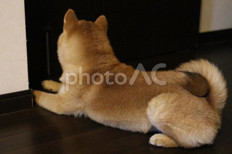 主人を待つ柴犬 japan,japanese,dogの写真素材