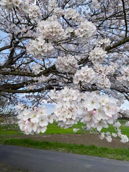 Cherry blossom close-up ②, JPG