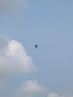 曇り空を飛ぶ鳥 曇り空を飛ぶ鳥の写真