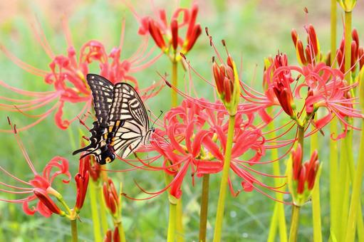 ヒガンバナにやってきたアゲハ蝶 ヒガンバナ,アゲハ蝶,秋の花の写真素材