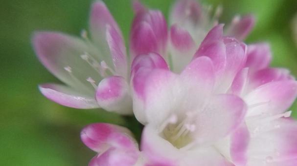 「ままこのしりぬぐい」の花 「ままこのしりぬぐい」の花の写真