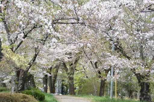 桜並木 桜並木 桜,羊山公園,埼玉県の写真素材