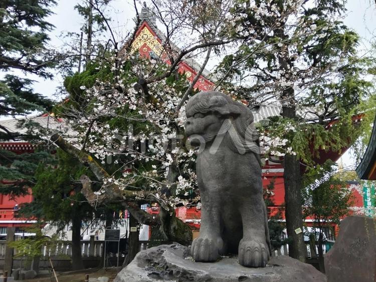 浅草寺を背に咲くソメイヨシノ サクラ,さくら,桜の写真素材