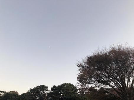 木と曇り空の写真