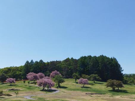 山桜と自然 山桜と自然 桜,青空,春の写真素材