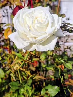聖母マリアの象徴 バラ,花,flowerの写真素材