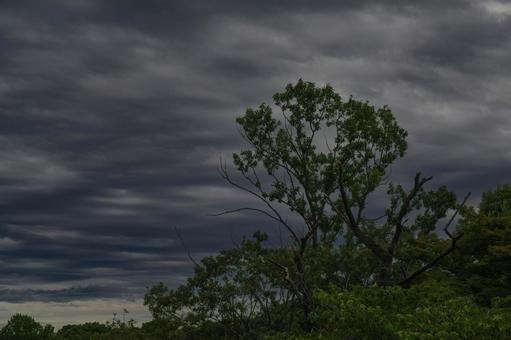雲と樹木 雲,樹木,狭山湖の写真素材