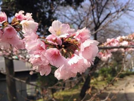 桜 桜の写真