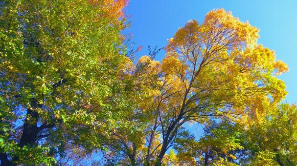 紅葉 姫路城 好古園37 紅葉,イチョウ,秋の写真素材