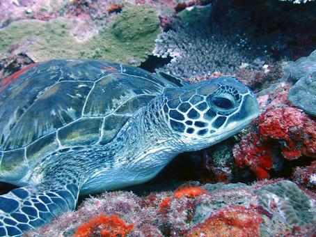 アオウミガメ ウミガメ,魚,沖縄の写真素材