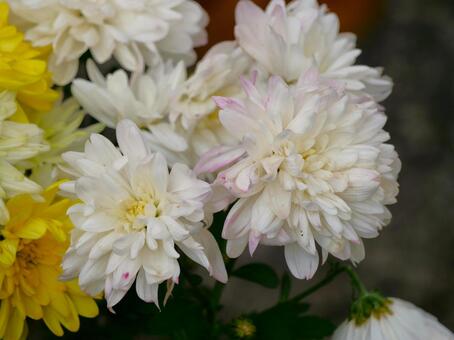 菊の花9 菊,観賞,晩秋の写真素材