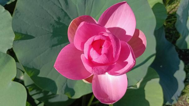 Photo, two thousand years lotus, dahe lotus, ancient lotus, 