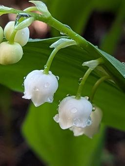 Lily of the valley flower 2, JPG