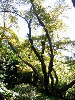 11月、郊外の林道から見る自然風景 木,木々,樹木の写真素材