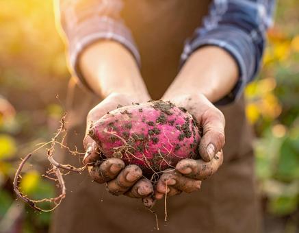 掘りたてのサツマイモ・秋の収穫風景 掘りたてのサツマイモ・秋の収穫風景の写真