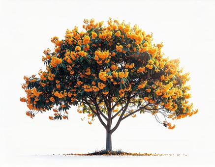 黄色い花の木 黄色い花の木の写真