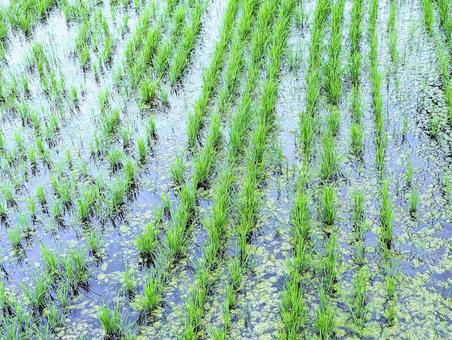 Photo, field, paddy field, rice planting, 