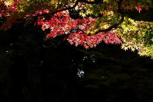 暗い背景に浮かび上がる秋のグラデーション 紅葉,モミジ,カエデの写真素材