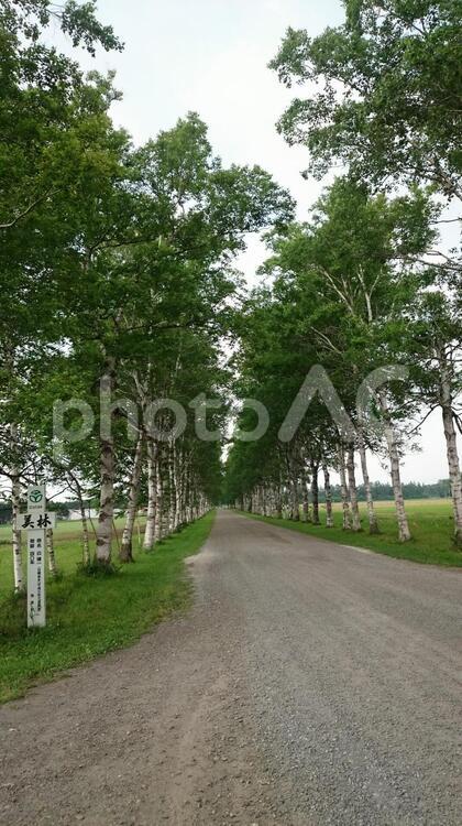 白樺並木 白樺,並木,自然の写真素材