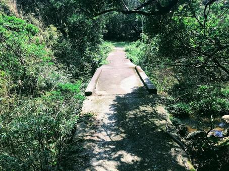 森の中の小さな橋 森の中の小さな橋の写真