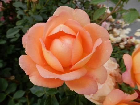 【薔薇の写真】バラの花 【薔薇の写真】バラの花 の写真