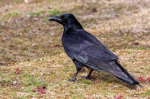 横向きからのカラス 横向きからのカラス カラス,ダーク,黒い鳥の写真素材