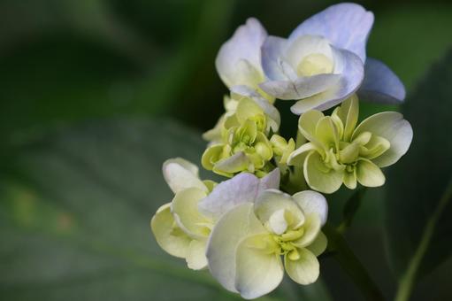 紫陽花 紫陽花,装飾花,黄緑の写真素材