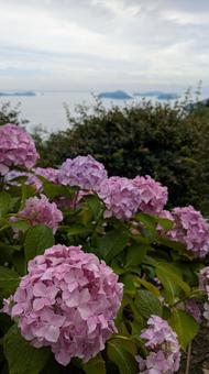 Hydrangeas of Mt. Shiude 13, JPG Hydrangeas of Mt. Shiude 13, JPG