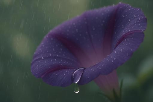 雨粒滴る紫の朝顔 雨粒滴る紫の朝顔の写真