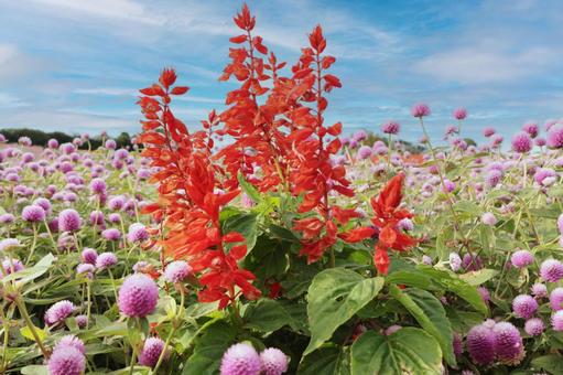 サルビアの花 サルビア,お花畑,赤の写真素材