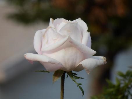 【薔薇の写真】バラの花 バラ,薔薇,植物の写真素材