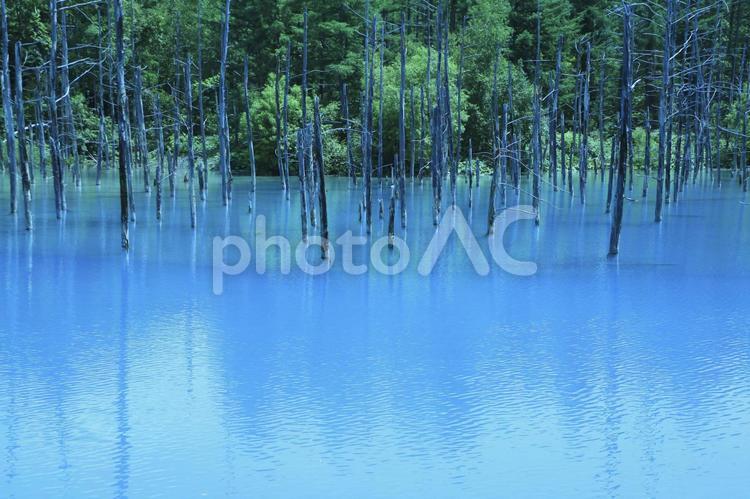 青い池（北海道、美瑛町、夏） 青い池,青の池,北海道の写真素材