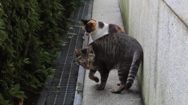 Lovey-dovey calico cats on patrol together, JPG