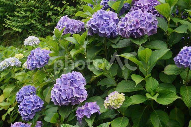 紫あじさい(1) アジサイ,6月,花の写真素材