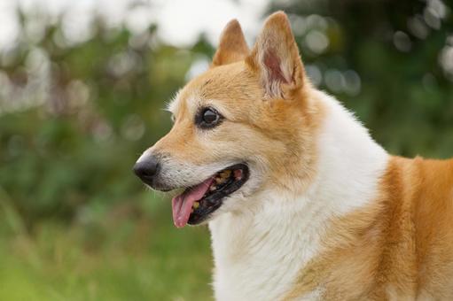 ウェルシュコーギーのシニア犬 ウェルシュコーギーのシニア犬 犬,コーギー,ウェルシュコーギーペンブローグの写真素材