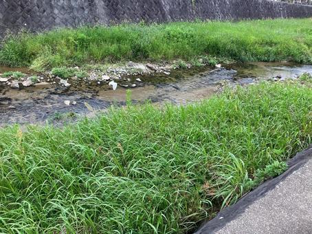 小川の川岸に茂る雑草 小川の川岸に茂る雑草の写真