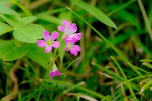 カタバミ⑵ 花,カタバミ,植物の写真素材