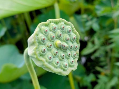 蓮の花の花托 蓮の花の花托の写真