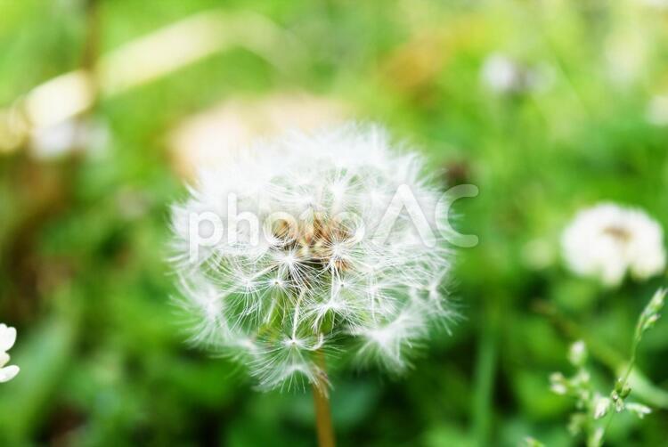 たんぽぽの綿毛１ わたげ,綿毛,種の写真素材