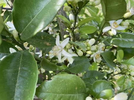 文旦の花の写真