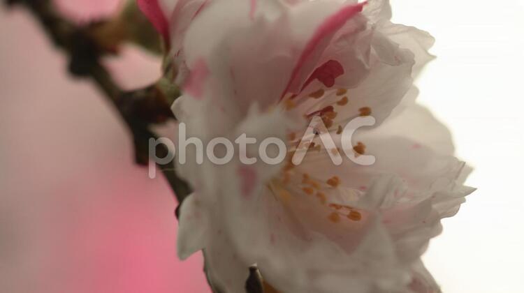 桜 ecology,garden,plantsの写真素材