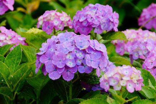 紫陽花 紫陽花の写真