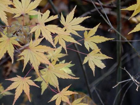 【紅葉写真】美しい紅葉風景 モミジ,紅葉,晩秋の写真素材