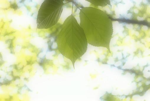 新緑の背景素材 新緑の背景素材の写真