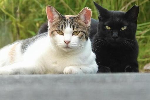 同じポーズのネコ達 ネコ,保護猫,ニャンコの写真素材