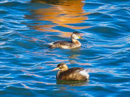 池で泳ぐ2羽の冬羽のカイツブリ カイツブリ,野鳥,動物の写真素材