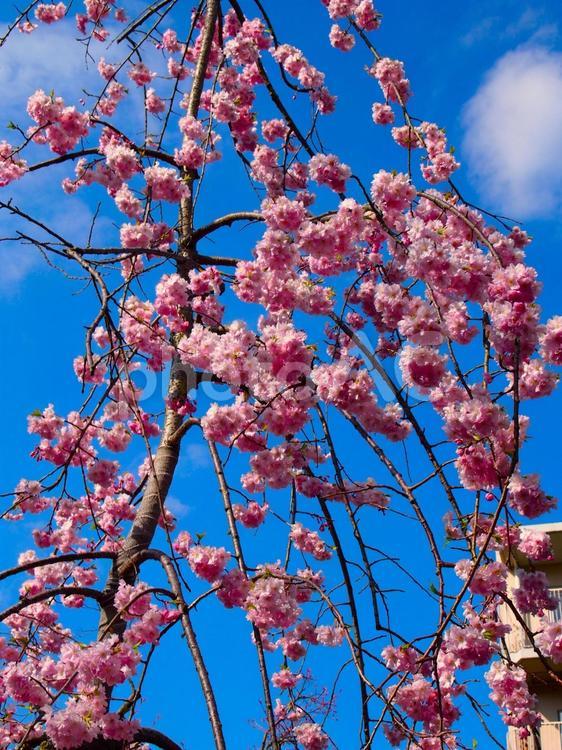 八重桜と青空のピンクと青 八重桜,青空,春の写真素材